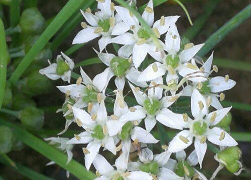 韭菜花发苦还能吃吗