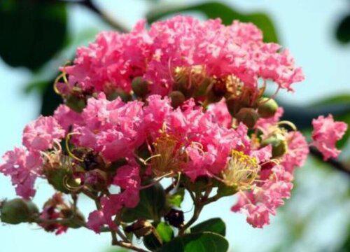 紫薇花能吃吗