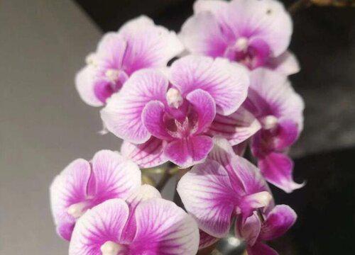 十大名贵兰花品种图片及名称 最值钱兰花价格及排名