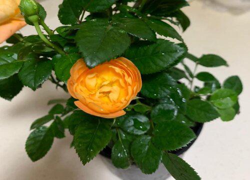 家里种玫瑰花吉利吗