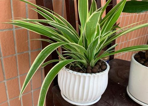 卫生间养什么花最好 最适合卫生间养的4种花和植物