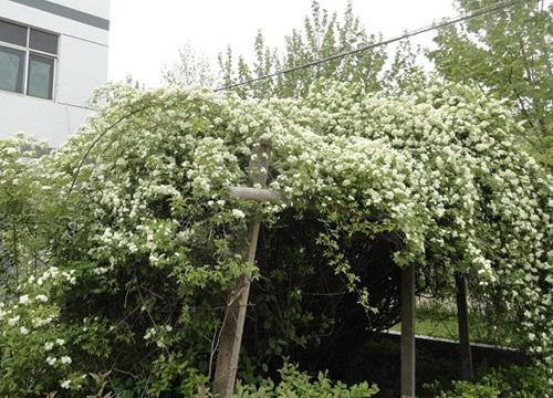 七里香的风水禁忌及寓意