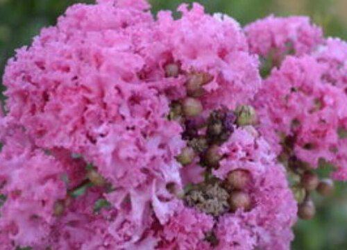 紫薇花能吃吗
