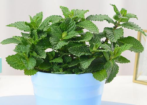 薄荷适合室内养吗