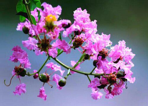 紫薇花能吃吗