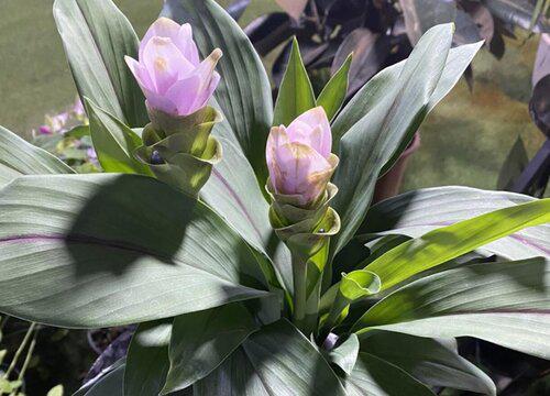 姜荷花适合家里养吗 家里养姜荷花有忌讳吗