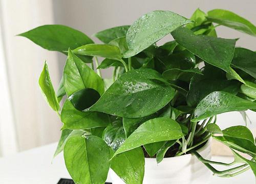适合书桌养的植物花卉 学生书桌上摆什么盆栽绿植好