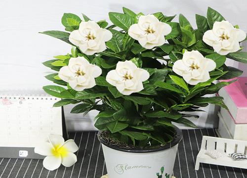 栀子花养在家里吉利吗 适合在家里养吗