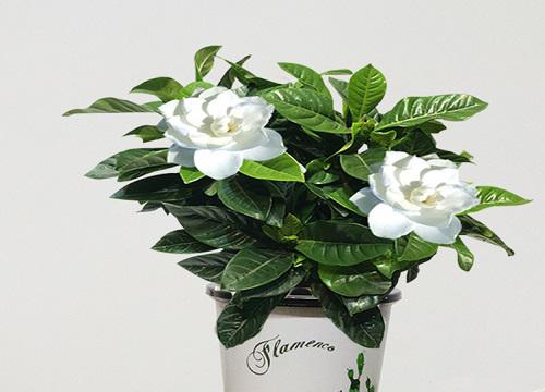 栀子花养在家里吉利吗 适合在家里养吗