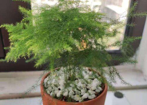 适合书桌养的植物花卉 学生书桌上摆什么盆栽绿植好