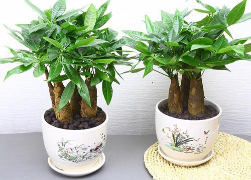 发财树放客厅大忌 客厅摆放发财树风水位置与禁忌讲究