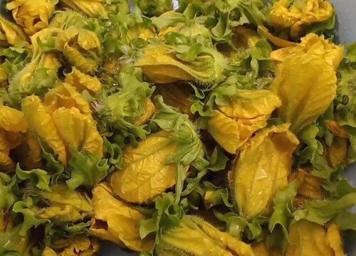 冬瓜花可以吃吗