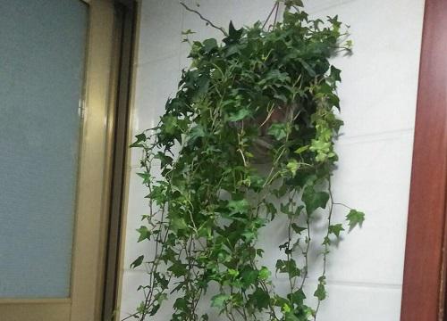 卫生间养什么花最好 最适合卫生间养的4种花和植物
