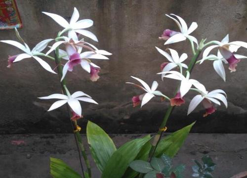 十大名贵兰花品种图片及名称 最值钱兰花价格及排名