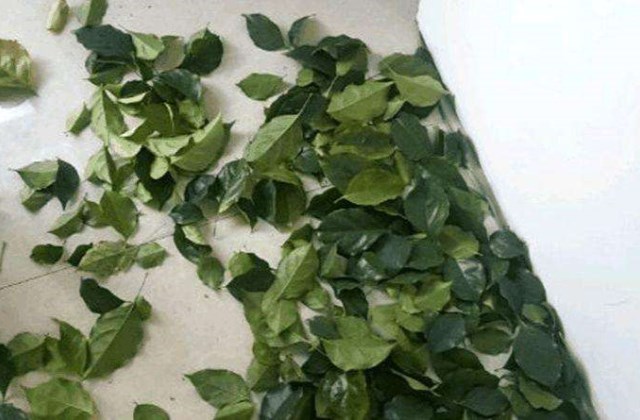 幸福树叶子掉落怎么办,幸福树有哪些种植技巧