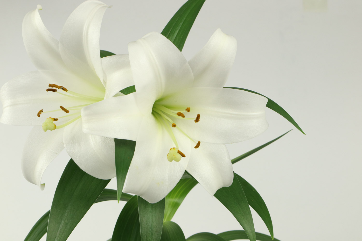 百合花怎么养,养百合要注意哪些事项