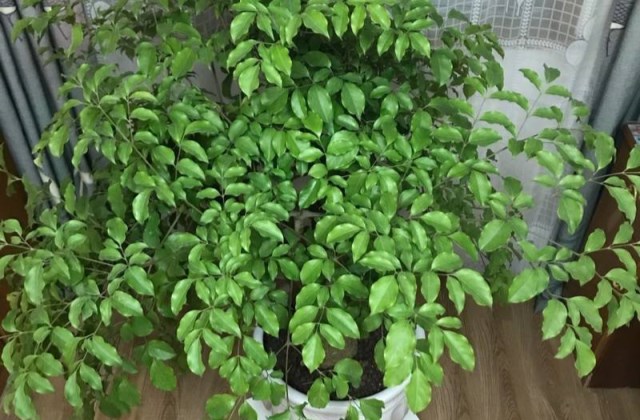 幸福树叶子掉落怎么办,幸福树有哪些种植技巧