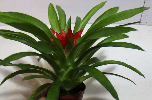 鸿运当头的叶子为什么有黄斑