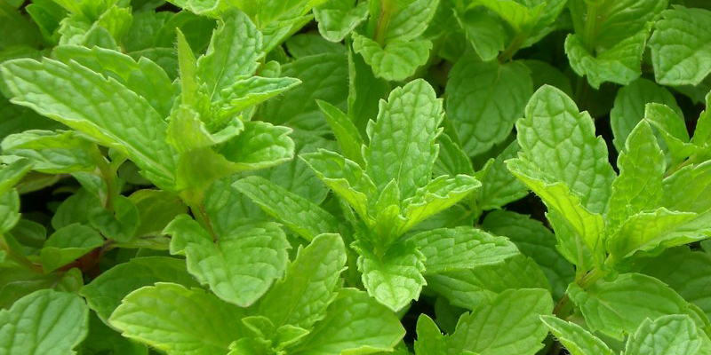 养殖薄荷要注意什么,有哪些条件影响成长