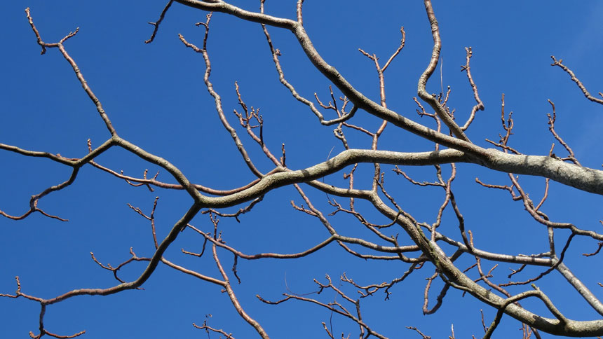 十二月份要对果树下得了&ldquo;狠心&rdquo; 才能吃到大硕果
如何剪枝来年才会吃到大硕果？
果树冬天如何插枝？
从插枝到真正成为一棵树需要多久？