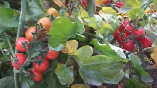 家用种植土和营养土