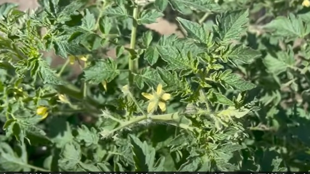 避开种植西红柿易犯的九种错误,才能结出好吃高产的果子