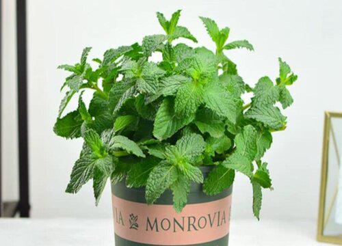 薄荷叶可以生吃吗