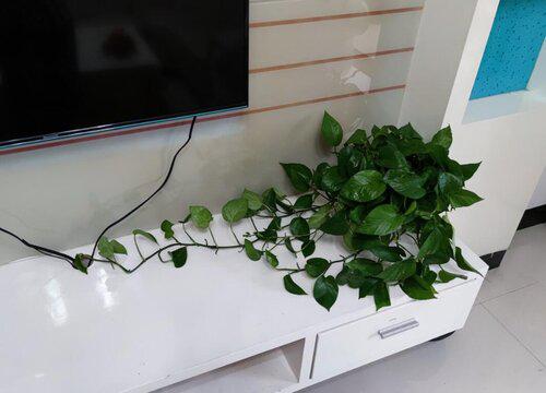 茶几放什么植物风水好