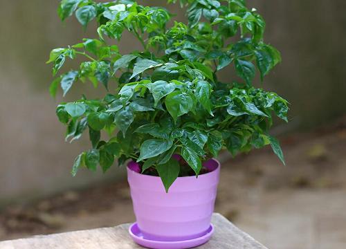 入户门口摆放什么植物好 适合进户门厅放的绿植盆栽