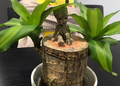 为什么家里不能养巴西木 巴西木能在室内养吗