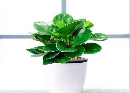 茶几放什么植物风水好