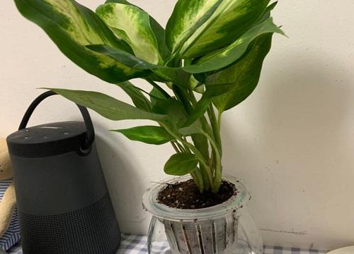 奶茶店适合放什么植物