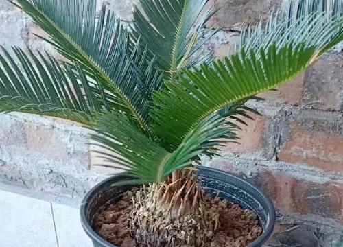 属猪养什么植物旺财