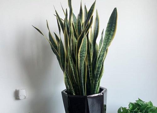 鸡蛋壳养什么花最好 适合养哪些花和植物