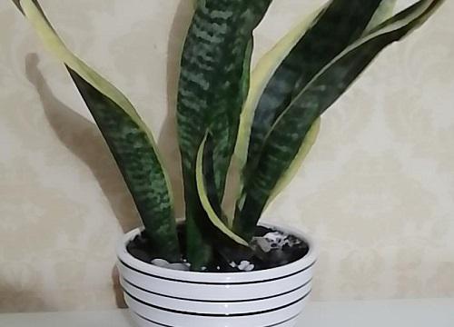 客厅种什么花风水好 适合养什么花