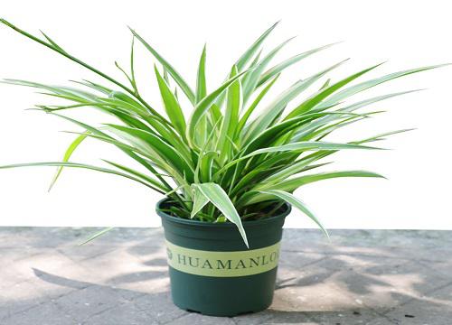 鸡蛋壳养什么花最好 适合养哪些花和植物