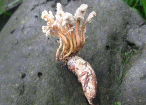 金蝉花能吃吗怎么吃 金蝉花哪些人不能吃