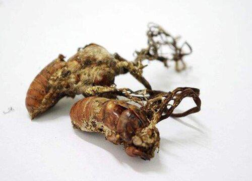 金蝉花能吃吗怎么吃