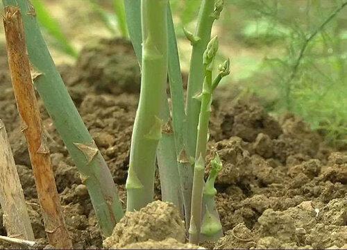 芦笋要剥皮吗