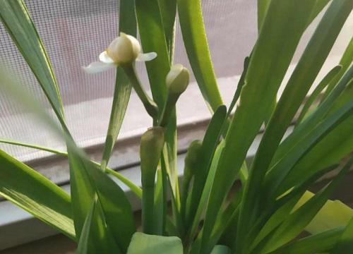 水仙花生长过程图片记录