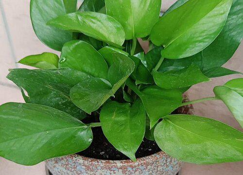 鸡蛋壳养什么花最好 适合养哪些花和植物