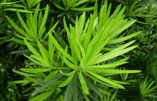 罗汉松适合放办公室吗