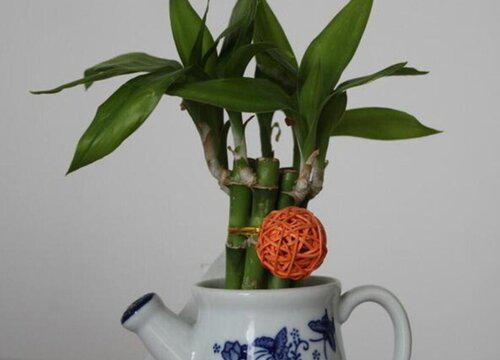 茶几放什么植物风水好