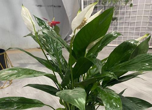 一帆风顺花多少钱一盆