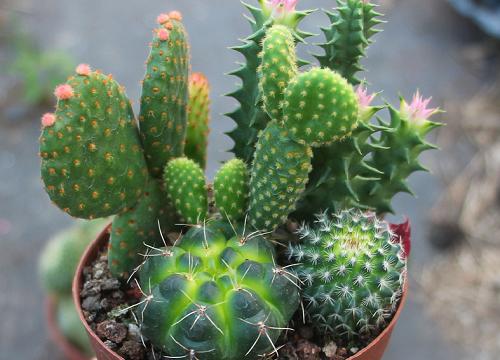 属猪养什么植物旺财