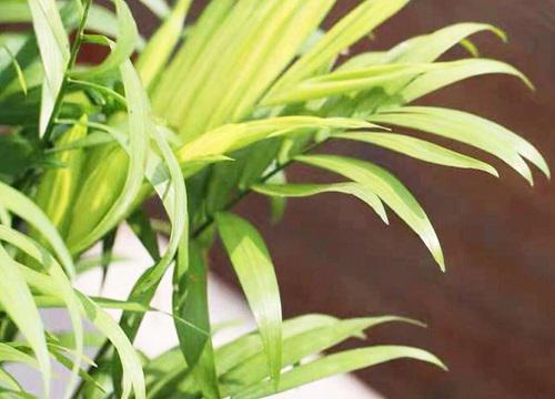 茶几放什么植物风水好