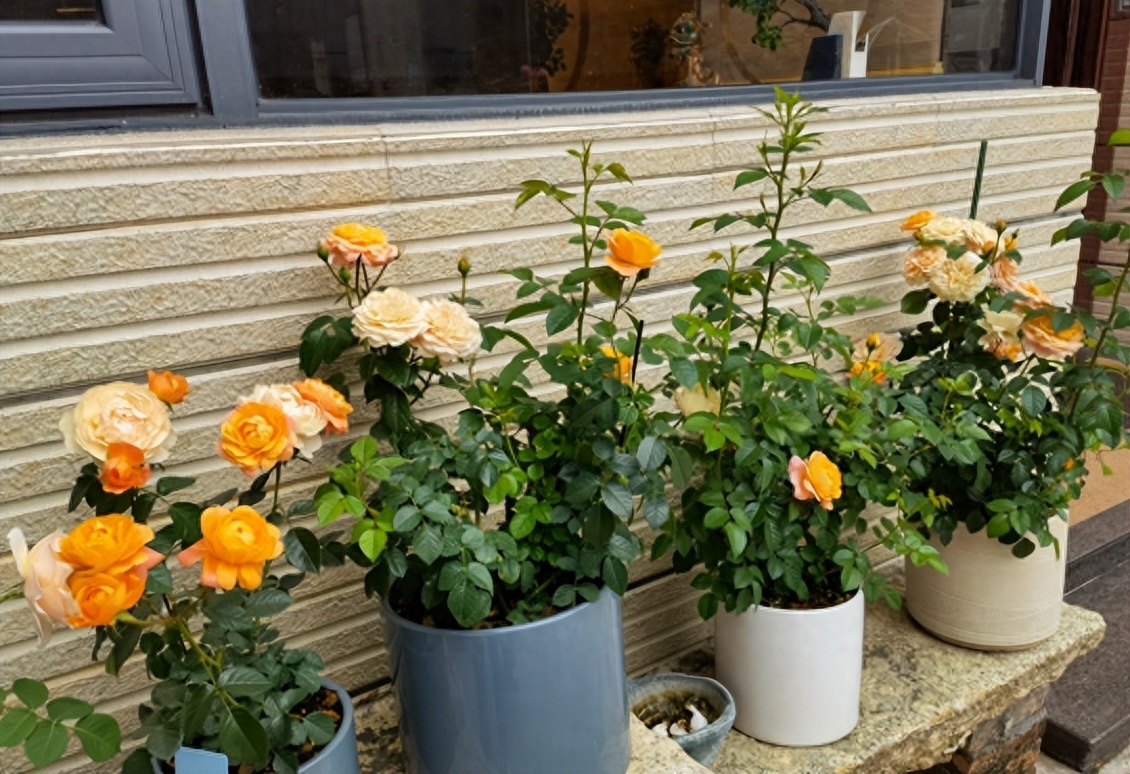 5种“省心花”，小盆不占地，少水长得旺