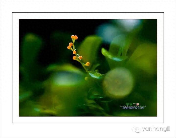 米兰花开有爱，生命就会开花——米兰