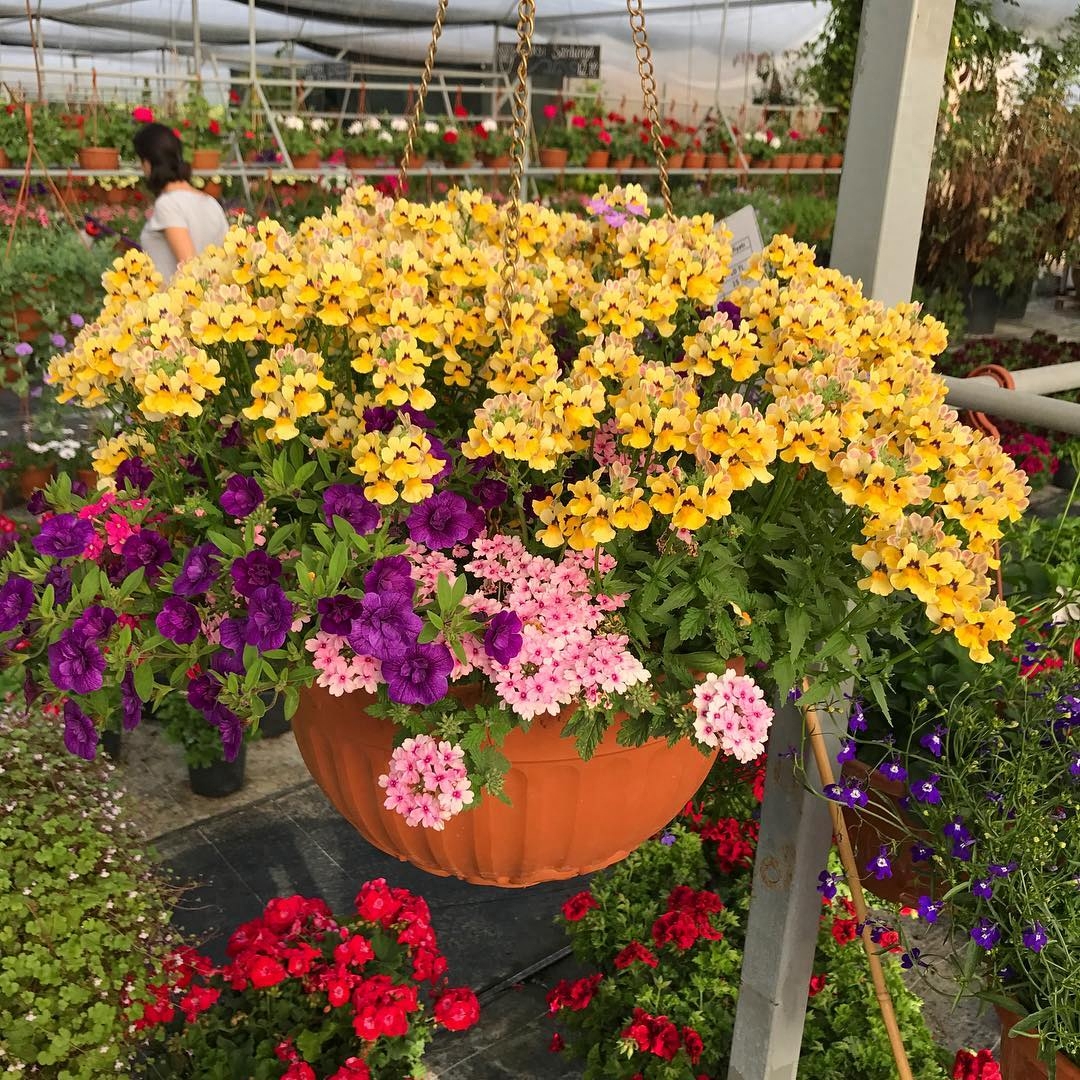 让你的花园立刻与众不同美如五彩祥云般的龙面花
