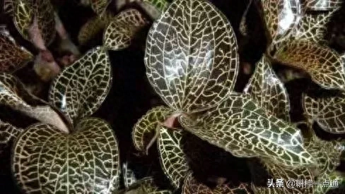 学会种植金线莲让你年收入300万不是问题地道金线莲原生态种植方法